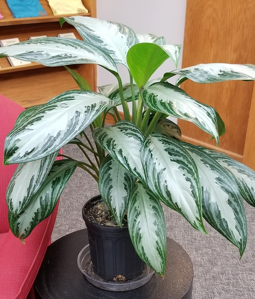アグラオネマ(Aglaonema spp.)の姿の参考写真