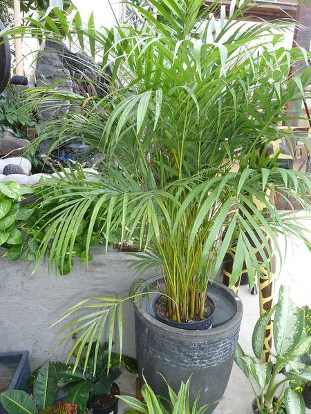 アレカヤシ(Chrysalidocarpus lutescens)の姿の参考写真