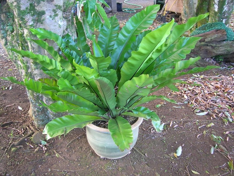 アスプレニウム・ニダス(Asplenium nidus)の姿の参考写真
