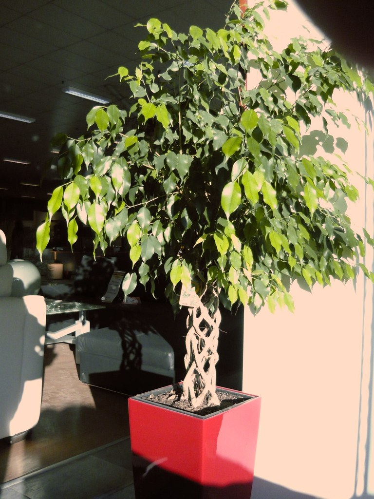 ベンジャミン(Ficus benjamina)の姿の参考写真