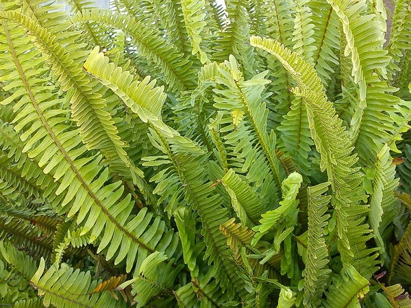 ボストンファーン（Nephrolepis exaltata ‘Bostoniensis’）の姿の参考写真