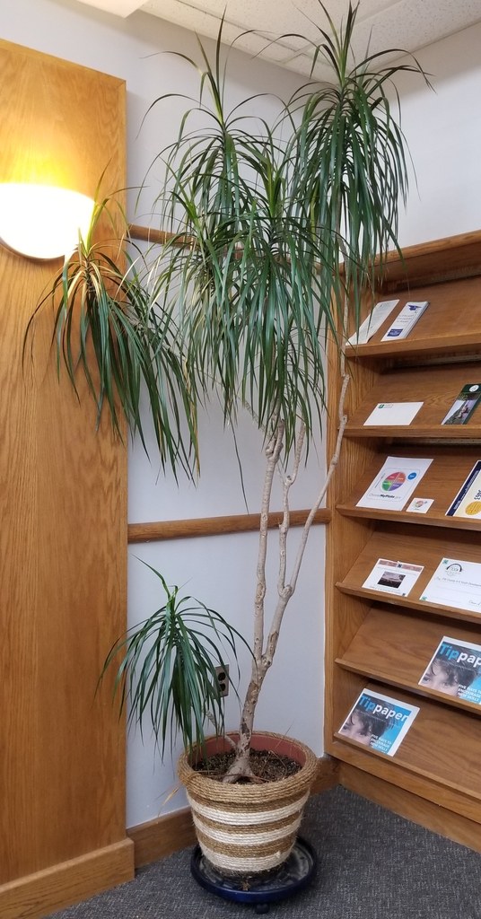 ドラセナ・コンシンネ(Dracaena reflexa var. angustifolia)の姿の参考写真