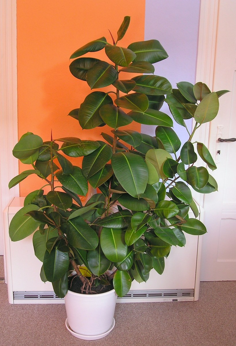 ゴムの木(Ficus elastica)の姿の参考写真