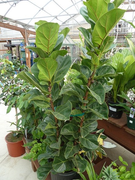 カシワバゴムノキ(Ficus lyrata)の姿の参考写真