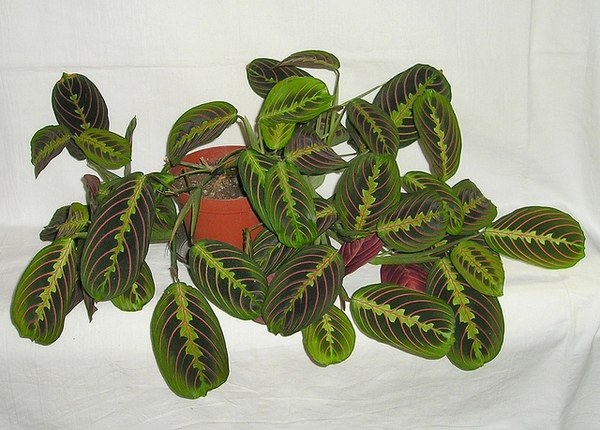 マランタ・レウコネウラ(Maranta leuconeura)の姿の参考写真