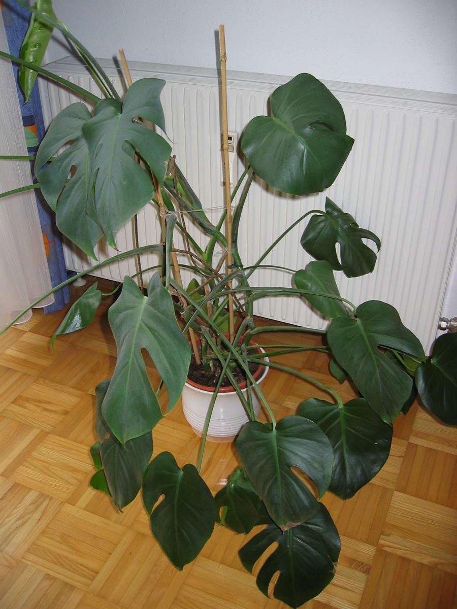 モンステラ(Monstera deliciosa)の姿の参考写真