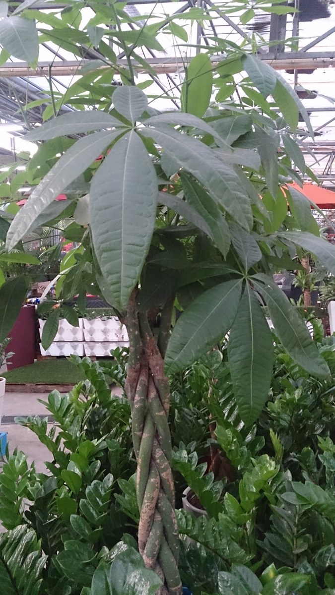 パキラ(Pachira aquatica)の姿の参考写真