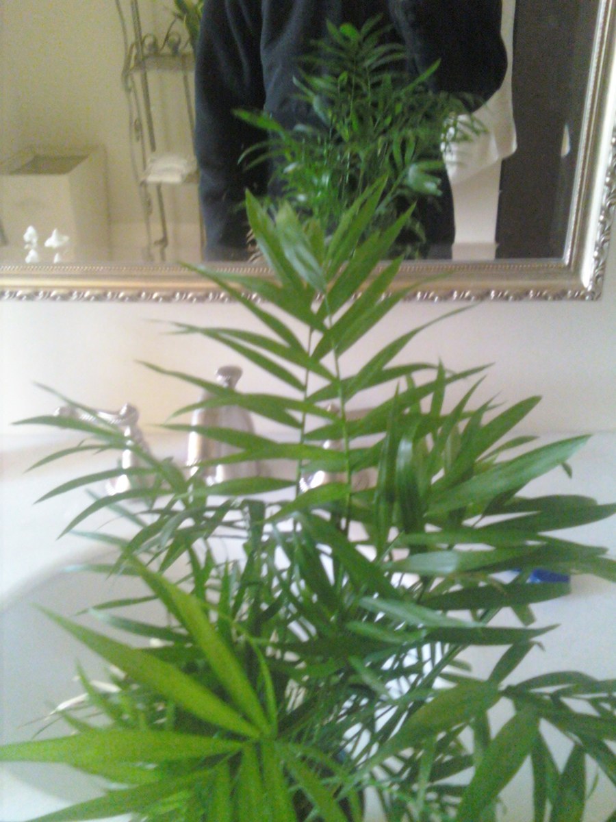 テーブルヤシ（Chamaedorea elegans）の姿の参考写真