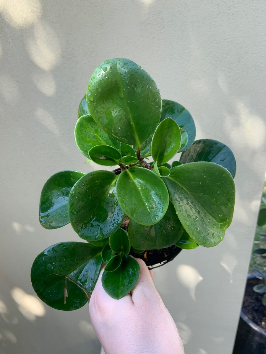 ペペロミア・オブツシフォリア(Peperomia obtusifolia)の姿の参考写真