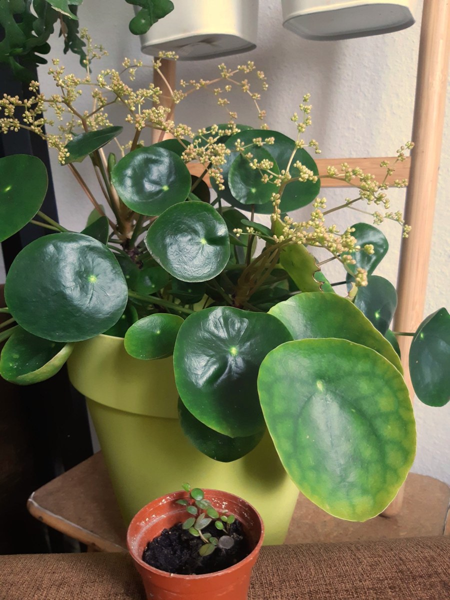 ピレア・ペペロミオイデス(Pilea peperomioides)の姿の参考写真
