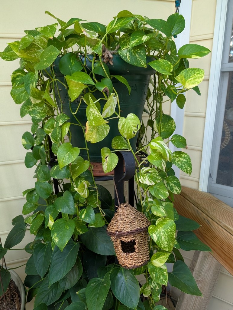 ポトス(Epipremnum aureum)の姿の参考写真