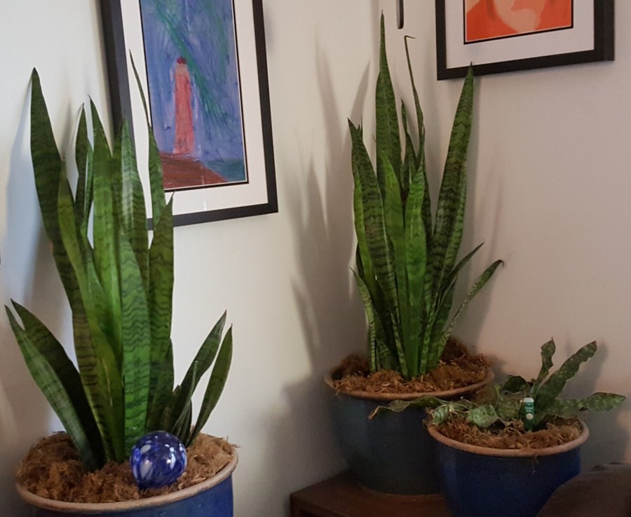 サンスベリア(Dracaena trifasciata)の姿の参考写真
