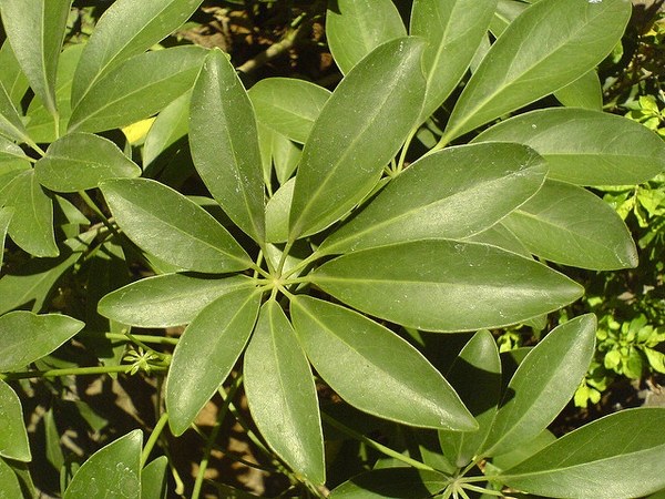 シェフレラ(ホンコンカポック)(Heptapleurum arboricola)の姿の参考写真