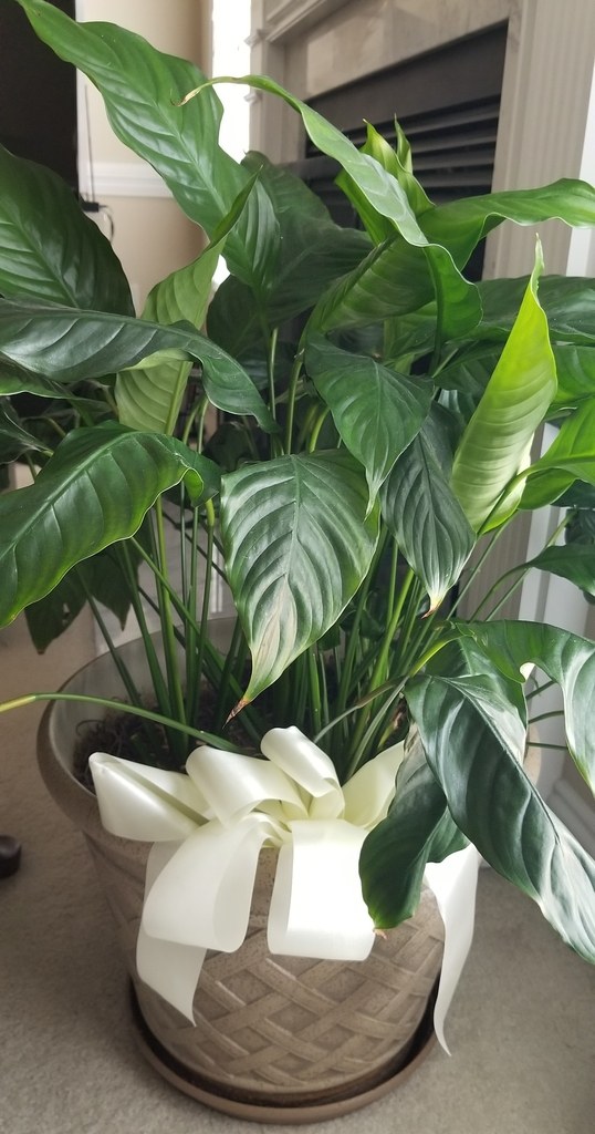 スパティフィラム(Spathiphyllum spp.)の姿の参考写真