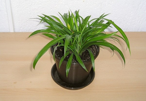 オリヅルラン(Chlorophytum comosum)の姿の参考写真