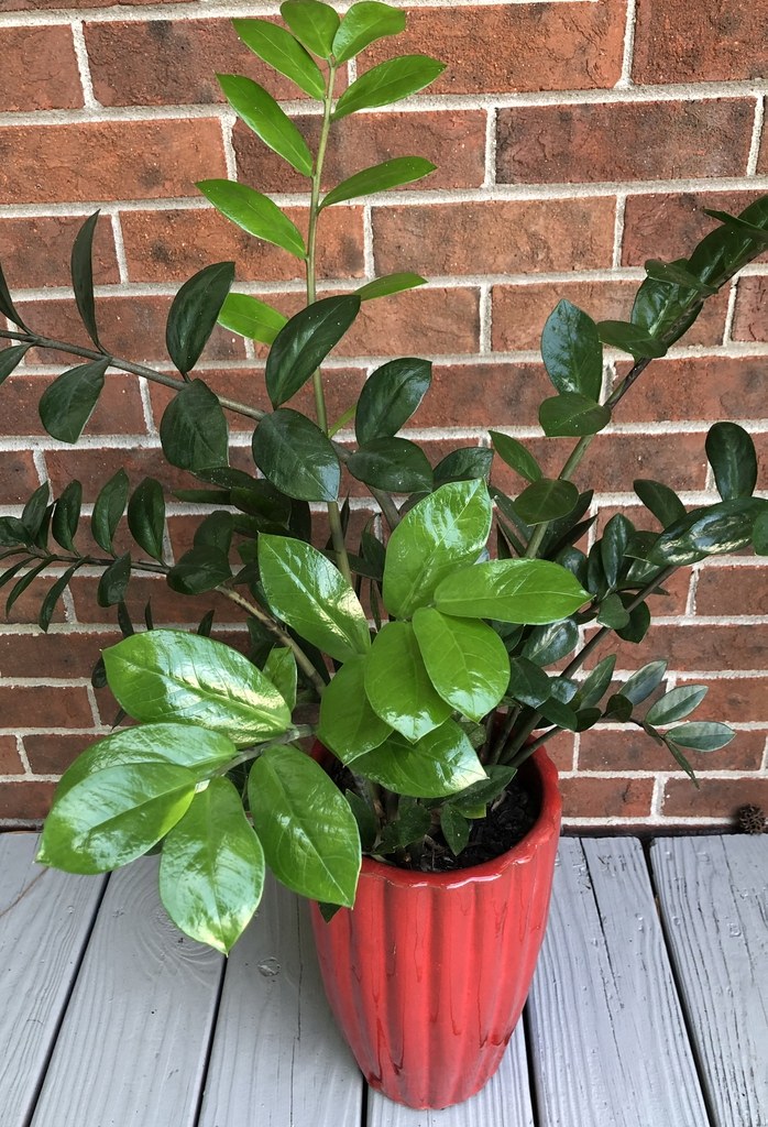 ザミオクルカス(Zamioculcas zamiifolia)の姿の参考写真